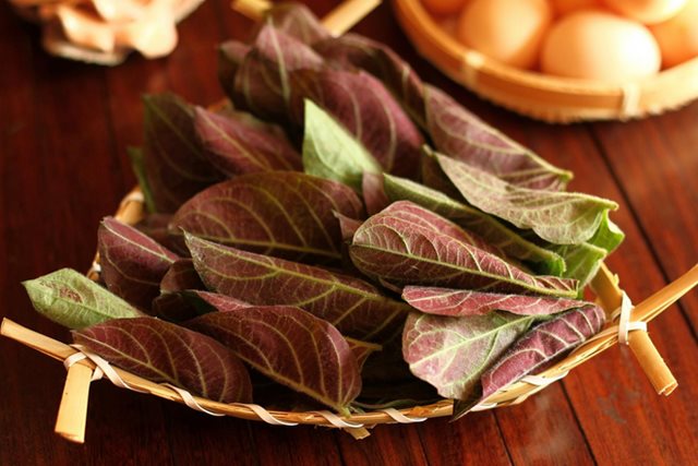 Tác dụng của lá mơ lông với sức khỏe xương khớp